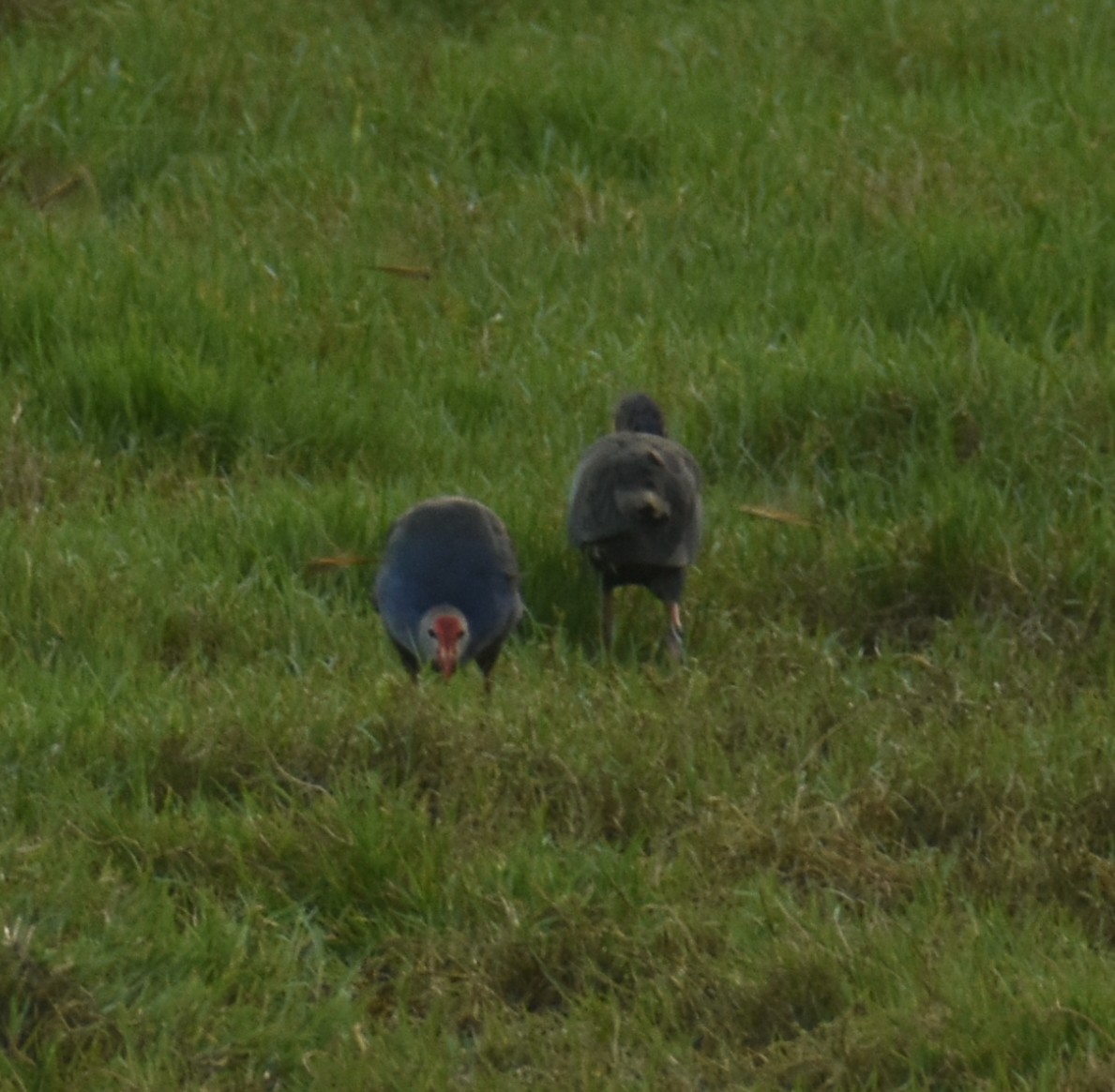 Gray-headed Swamphen - Angeline Mano M