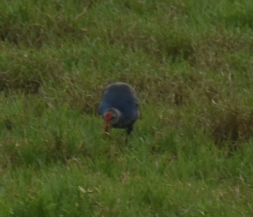 Gray-headed Swamphen - ML494366851