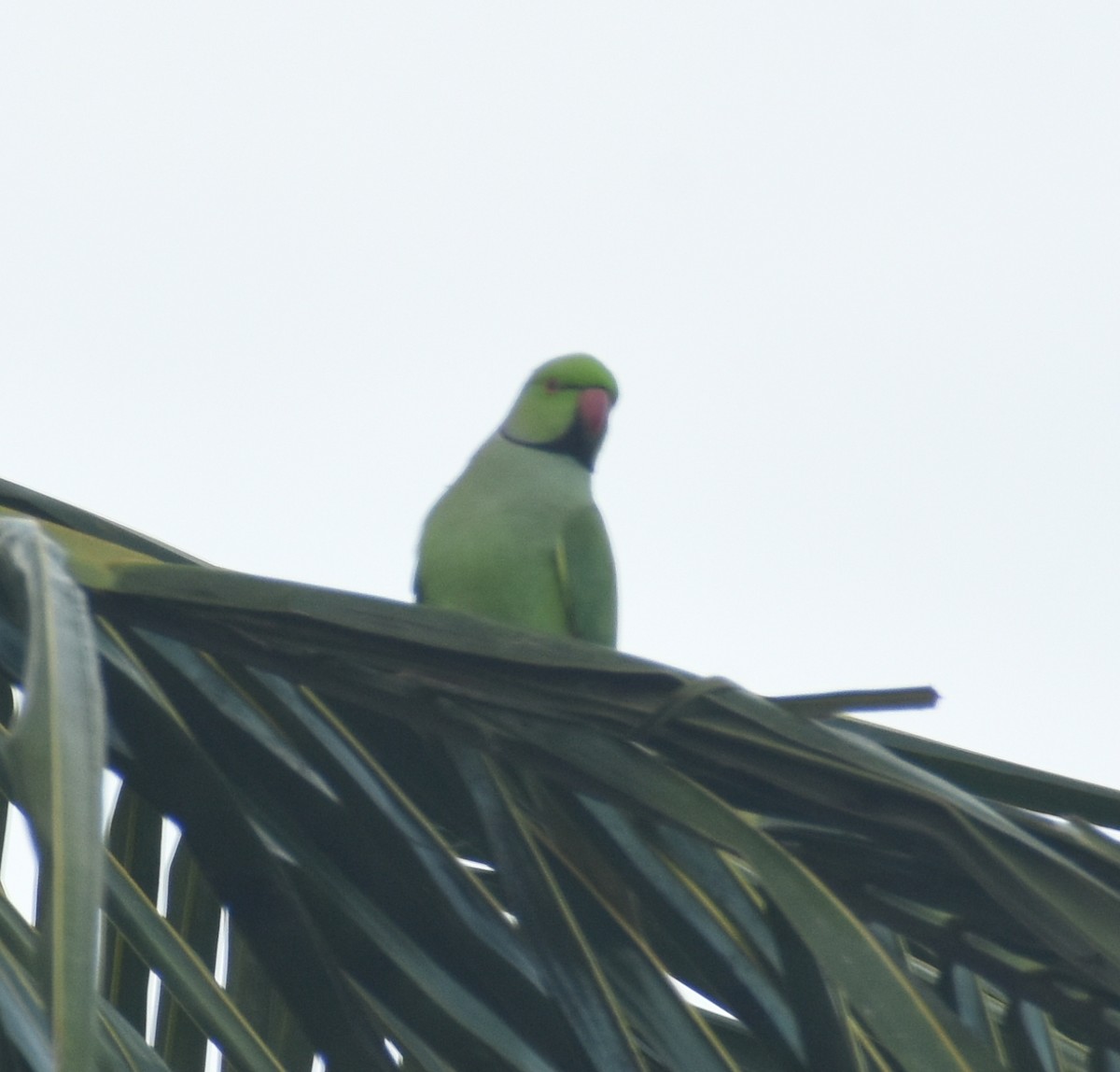 Rose-ringed Parakeet - ML494366931