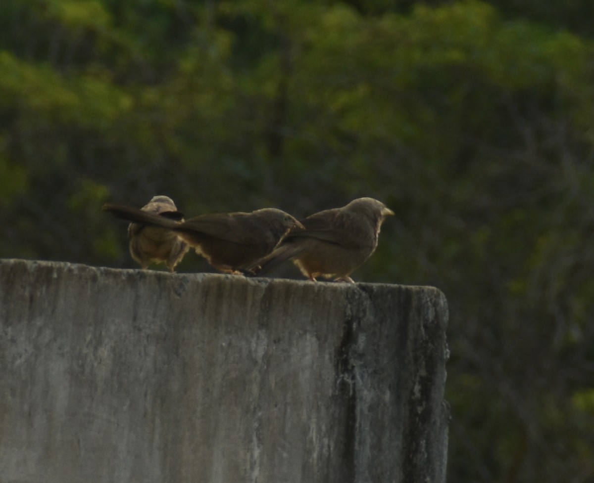 Yellow-billed Babbler - Angeline Mano M