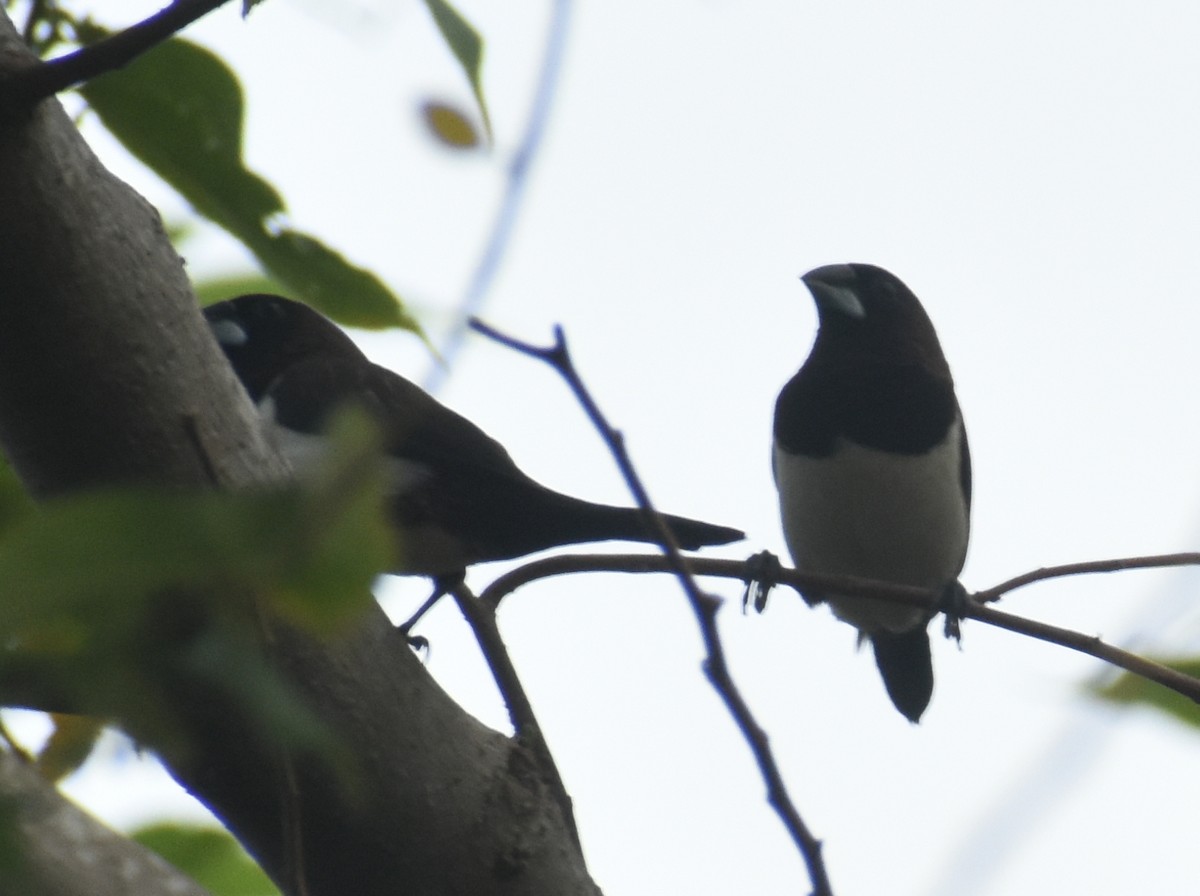 White-rumped Munia - ML494367311