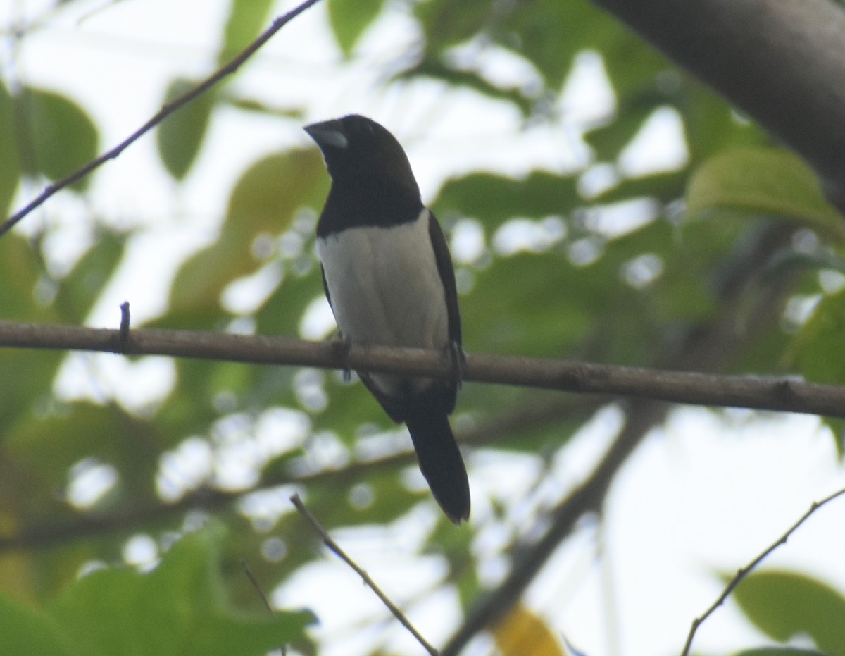 White-rumped Munia - ML494367321