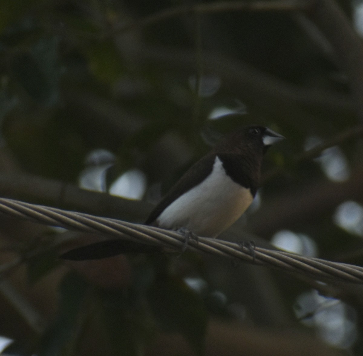 White-rumped Munia - ML494367331