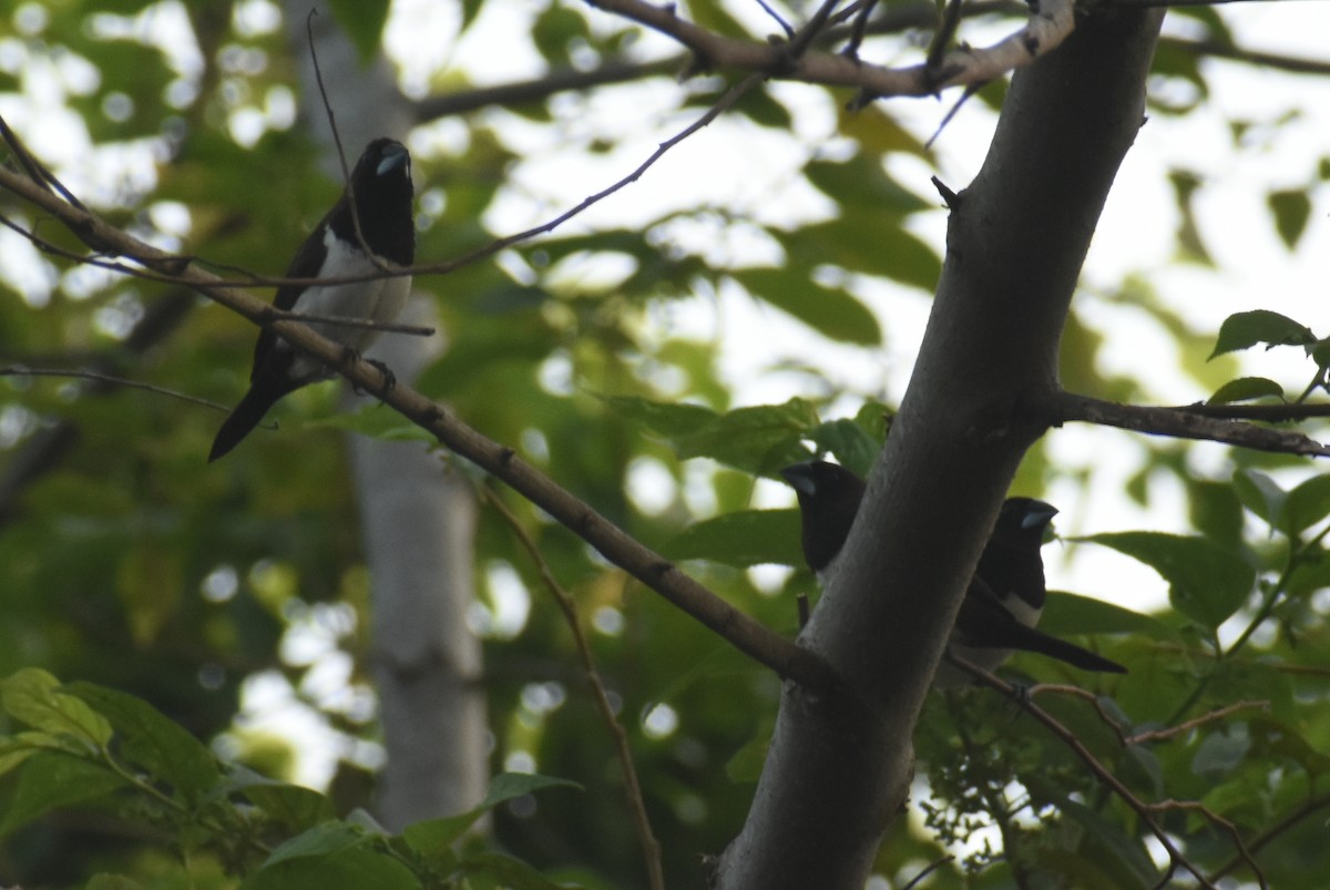 White-rumped Munia - ML494367341