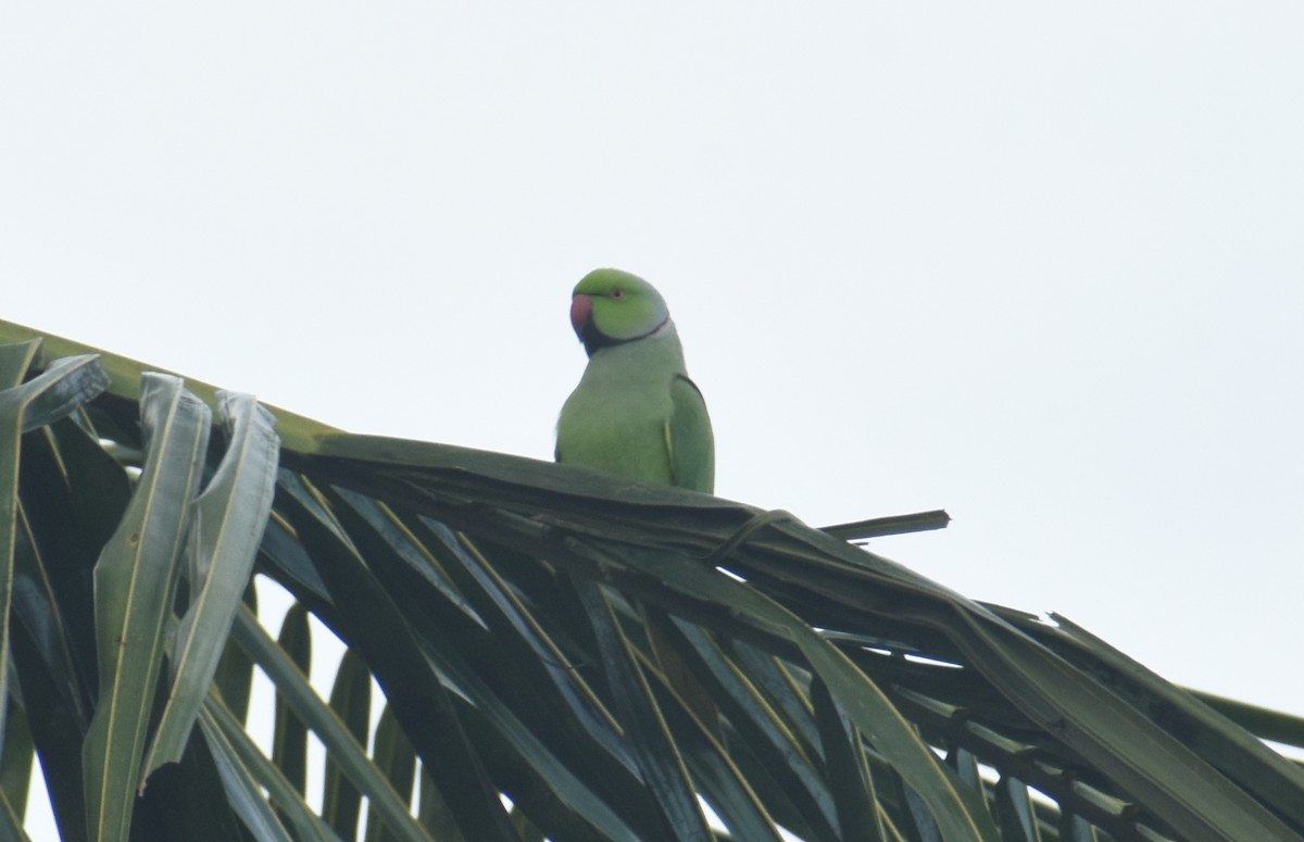 Rose-ringed Parakeet - ML494367831