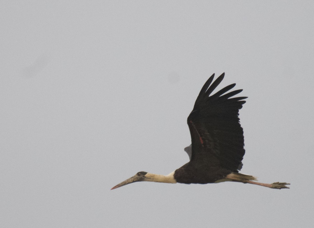 Asian Woolly-necked Stork - ML494367851