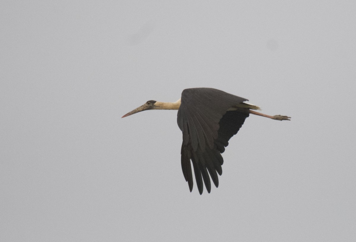 Asian Woolly-necked Stork - ML494367861