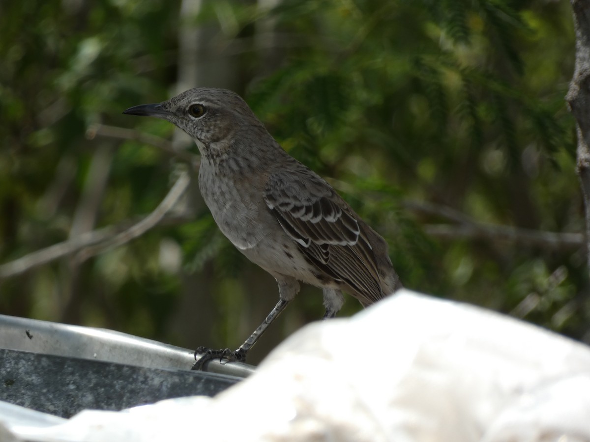 Bahama Mockingbird - ML494367891