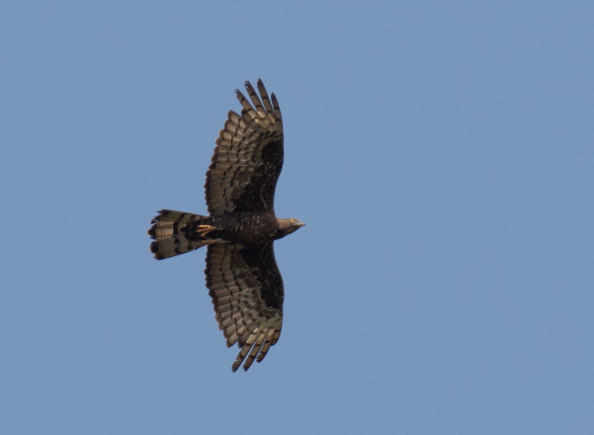 Oriental Honey-buzzard - ML494367961