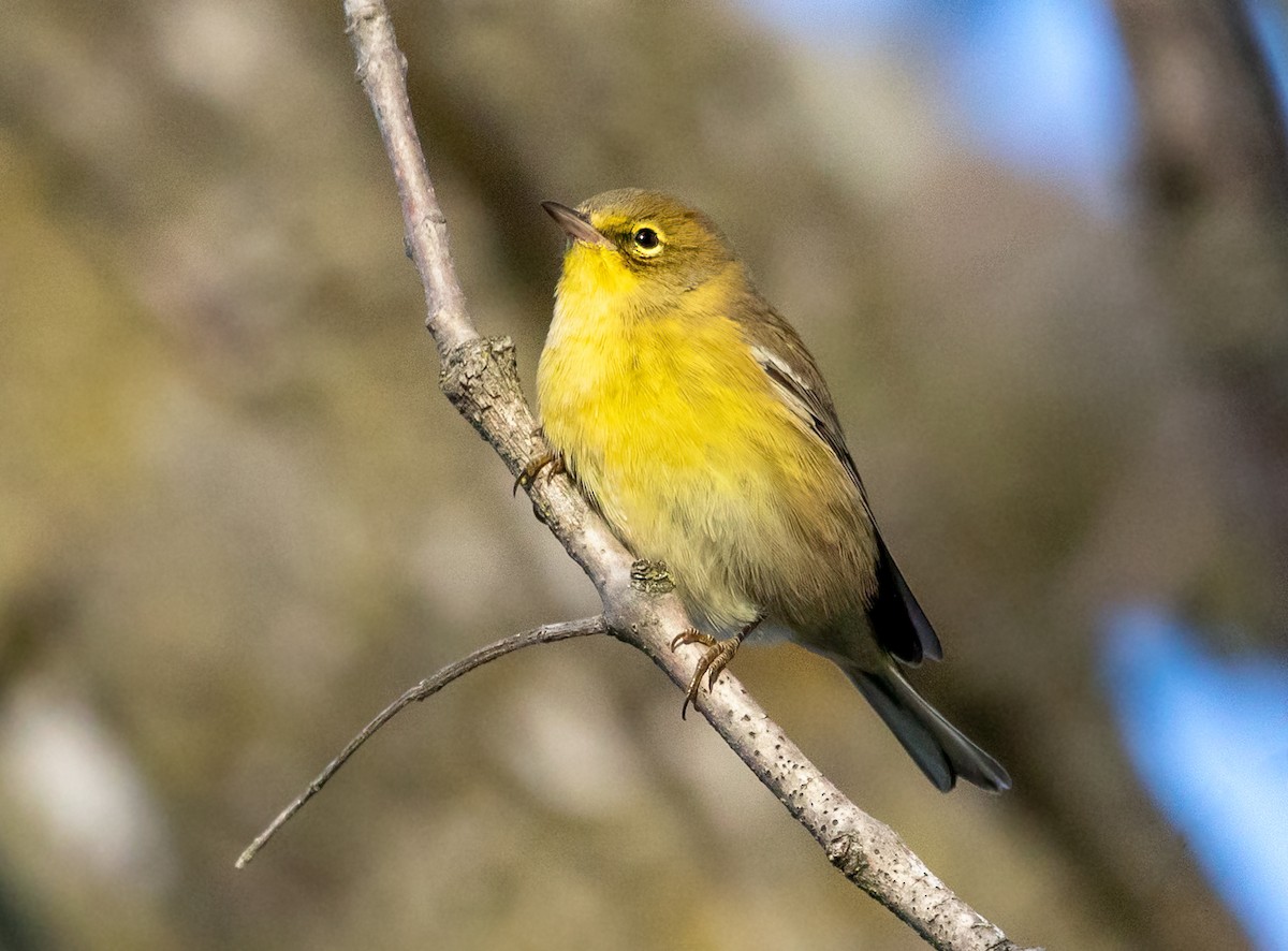 Pine Warbler - ML494368371