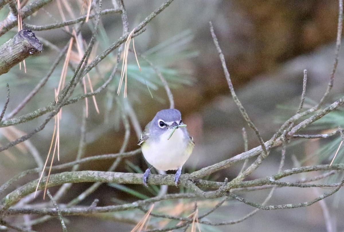 Blue-headed Vireo - ML494370731