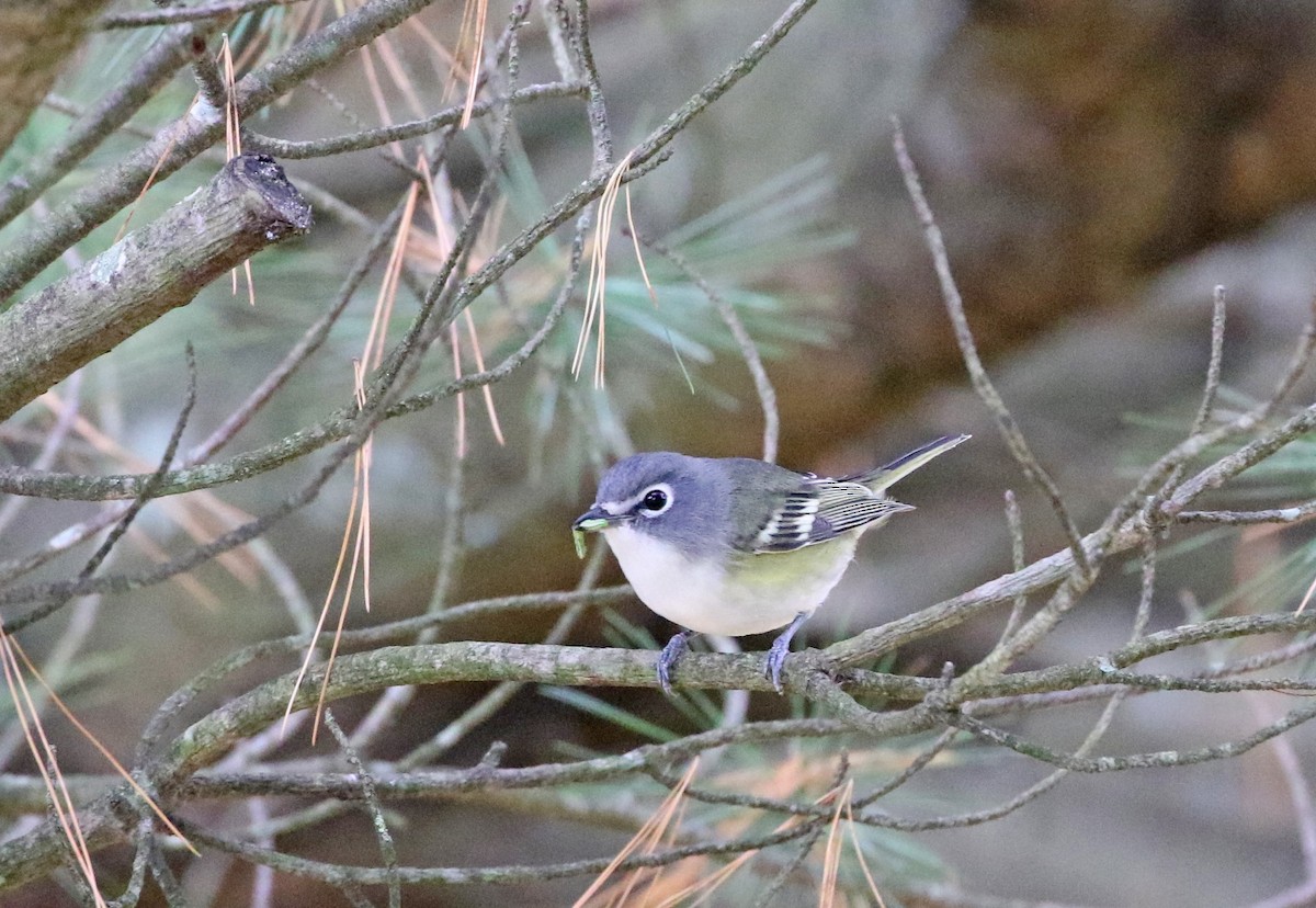 Viréo à tête bleue - ML494370751