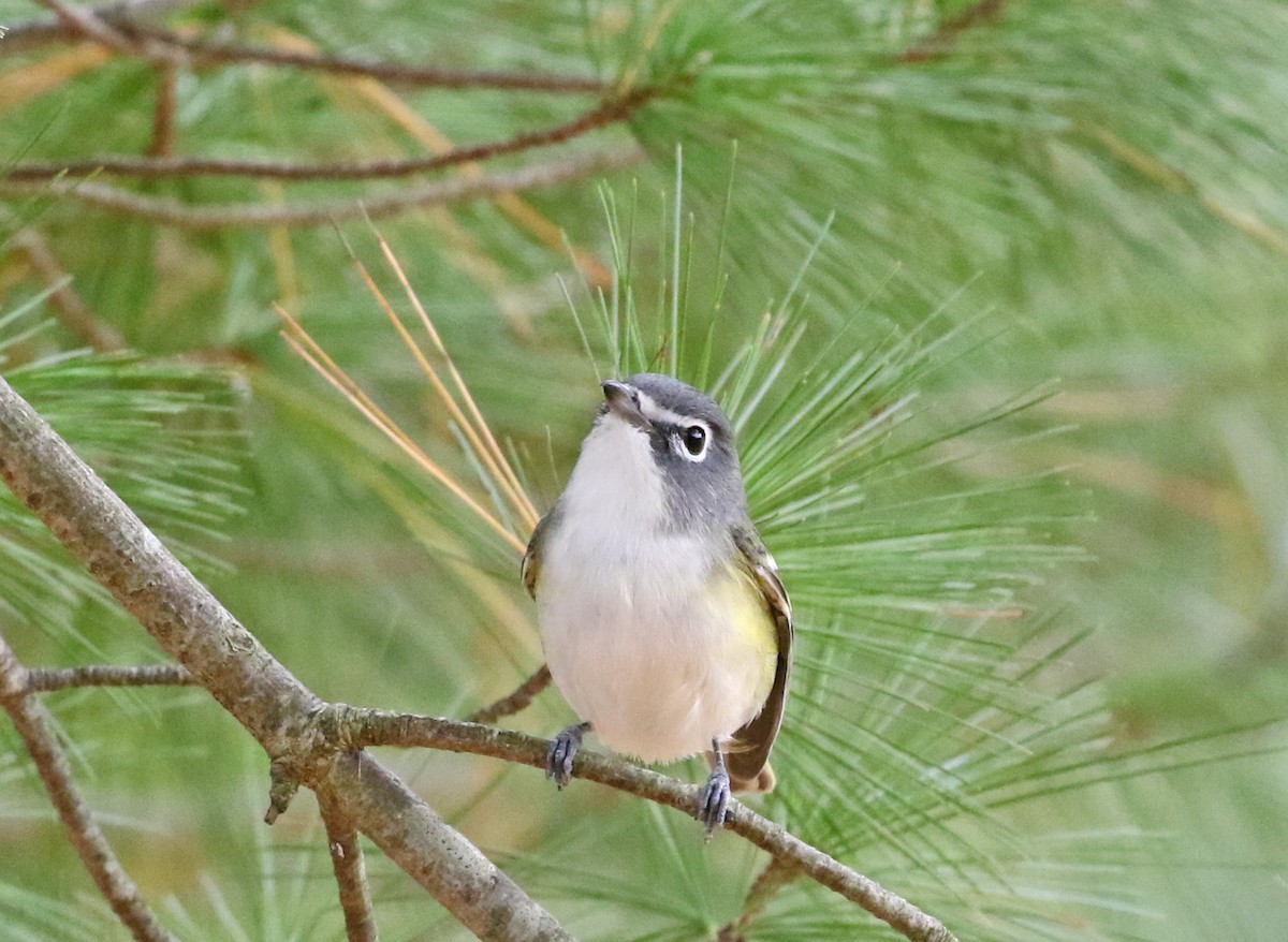 Blue-headed Vireo - ML494370761