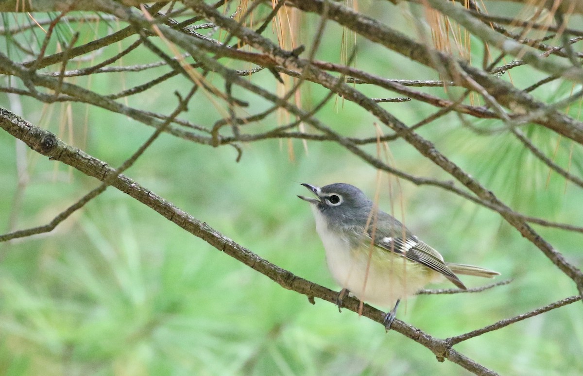 Blue-headed Vireo - ML494370801