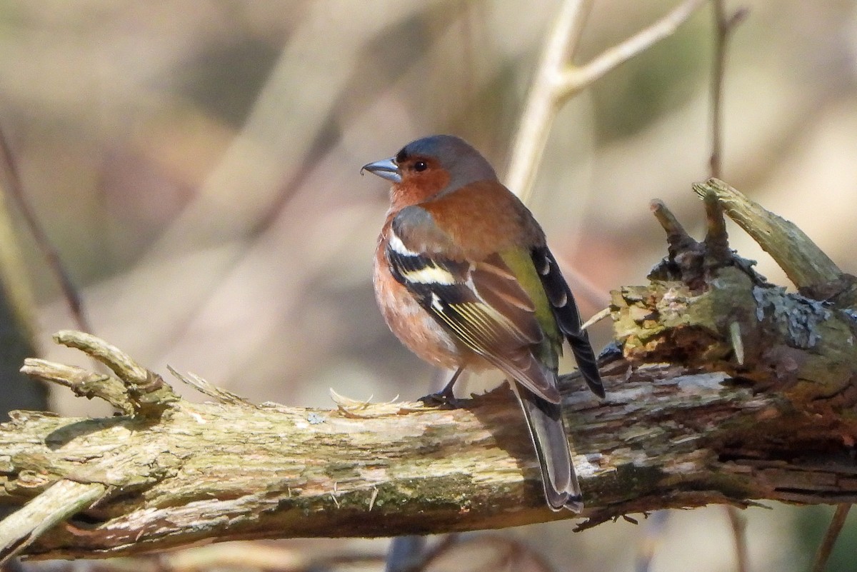 Common Chaffinch - ML494371821