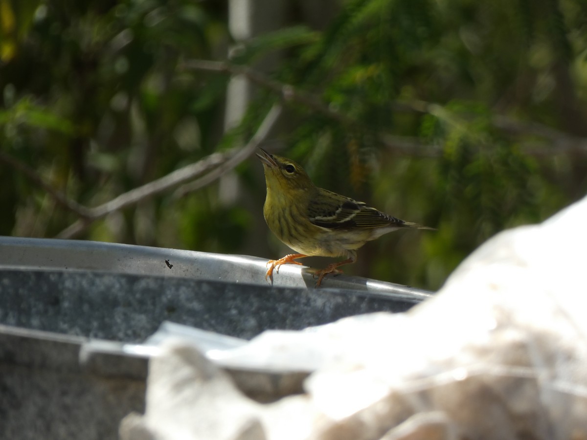 Blackpoll Warbler - Tarra Lindo