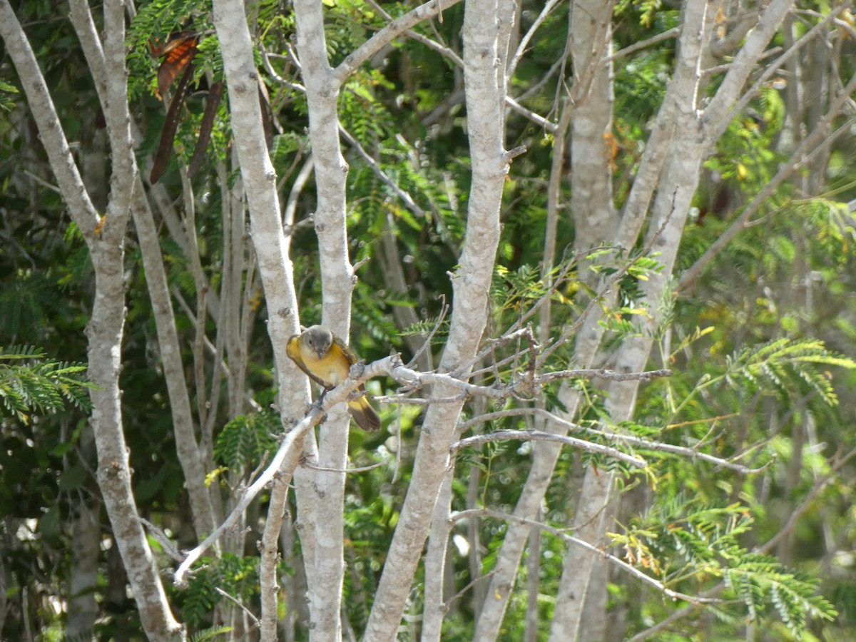 American Redstart - ML494372661