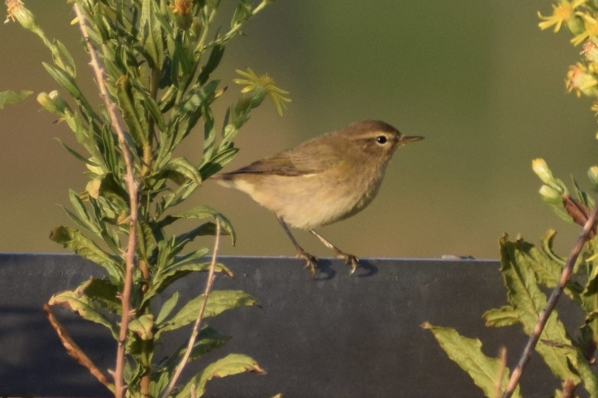 Common Chiffchaff - ML494373151