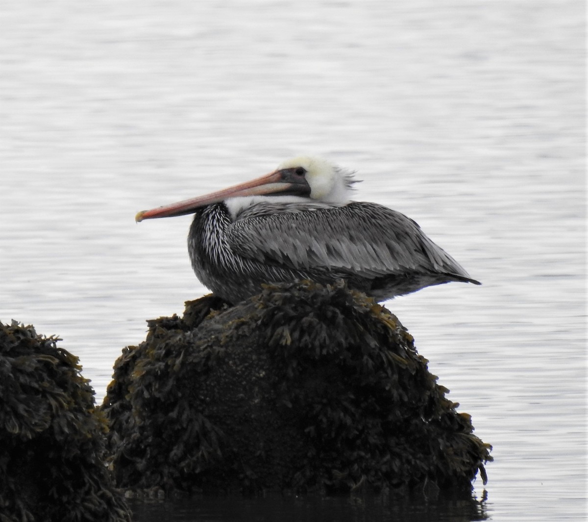 Brown Pelican - ML494373351