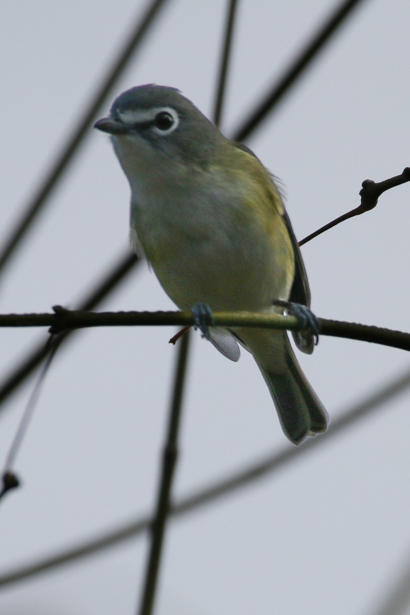 Vireo Solitario - ML494374031