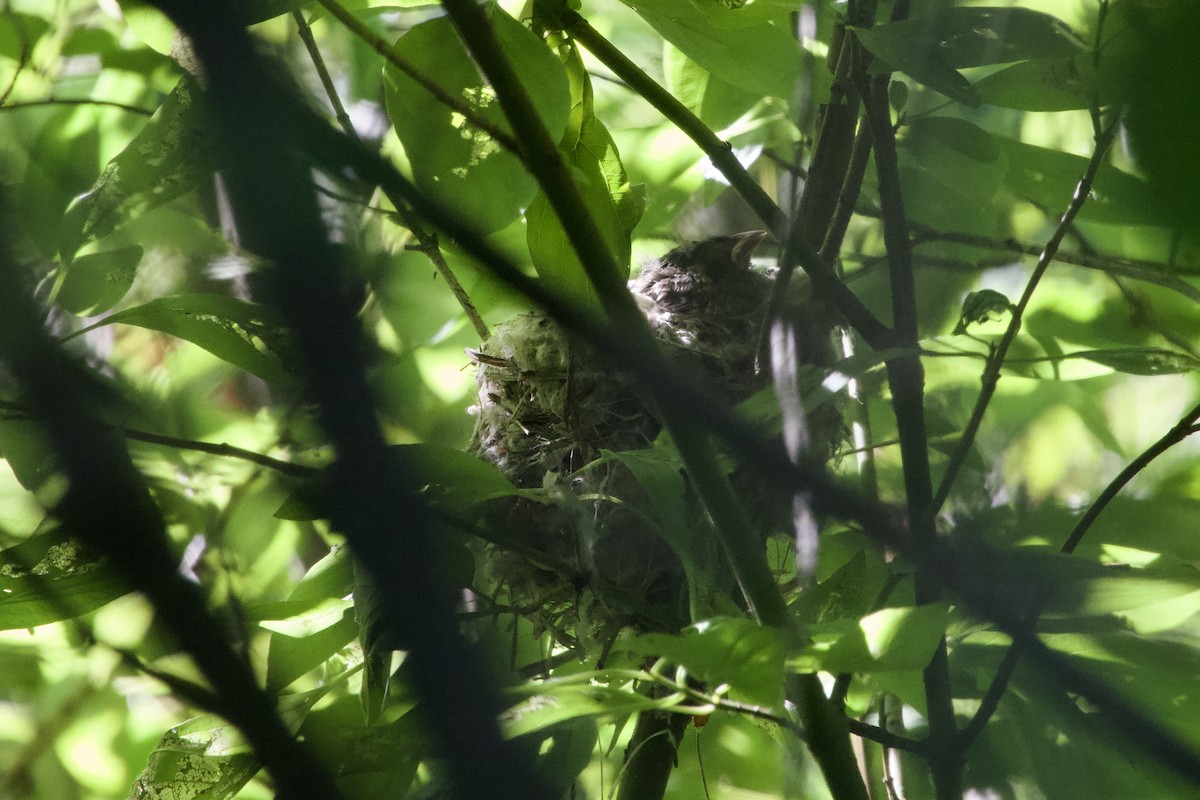 Brown-headed Cowbird - ML494374131