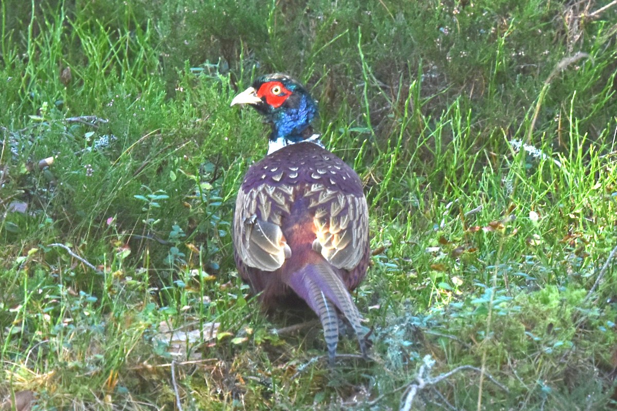 Ring-necked Pheasant - ML494374761