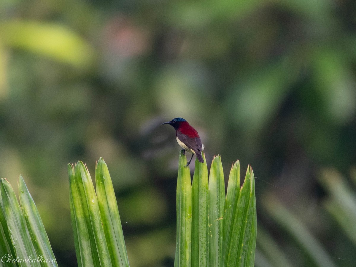 Crimson-backed Sunbird - ML494375071