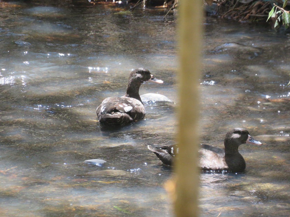 Canard noirâtre - ML494375261