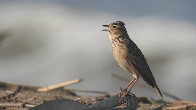 Oriental Skylark - ML494375651