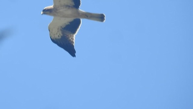 Booted Eagle - ML494376691