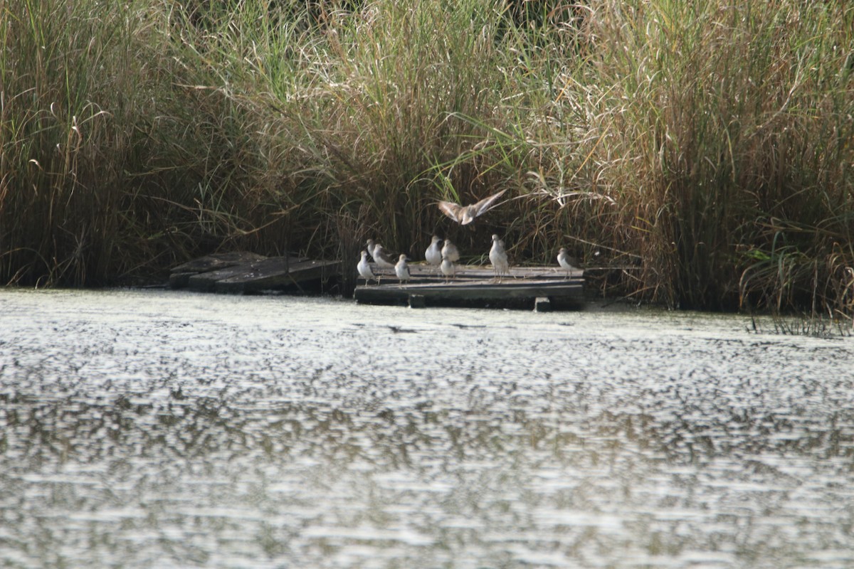 Green Sandpiper - ML494378161