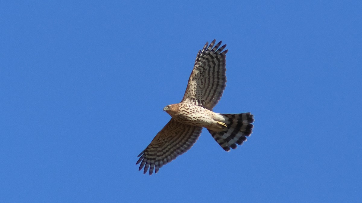 Cooper's Hawk - ML494378421
