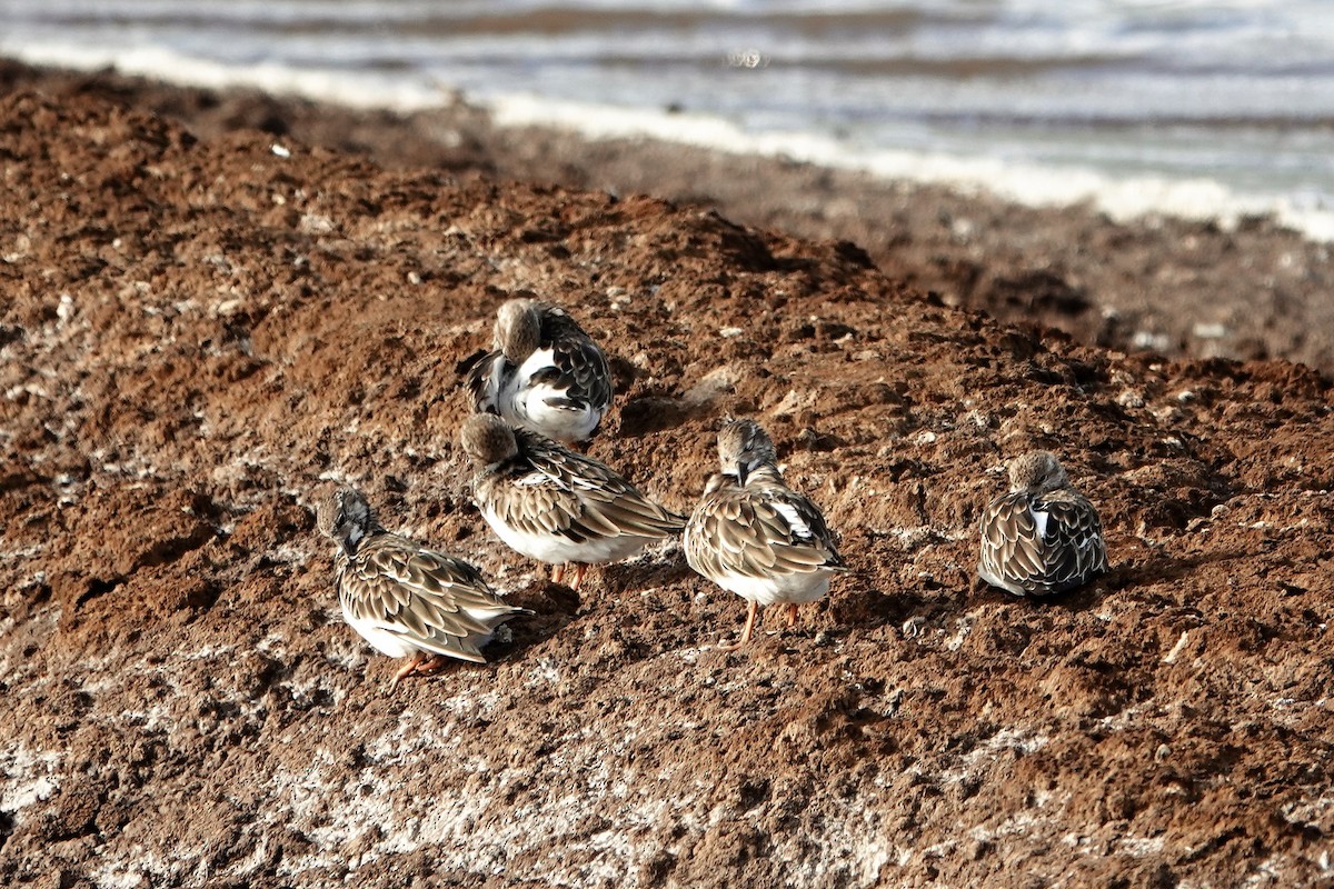 Ruddy Turnstone - ML494378591