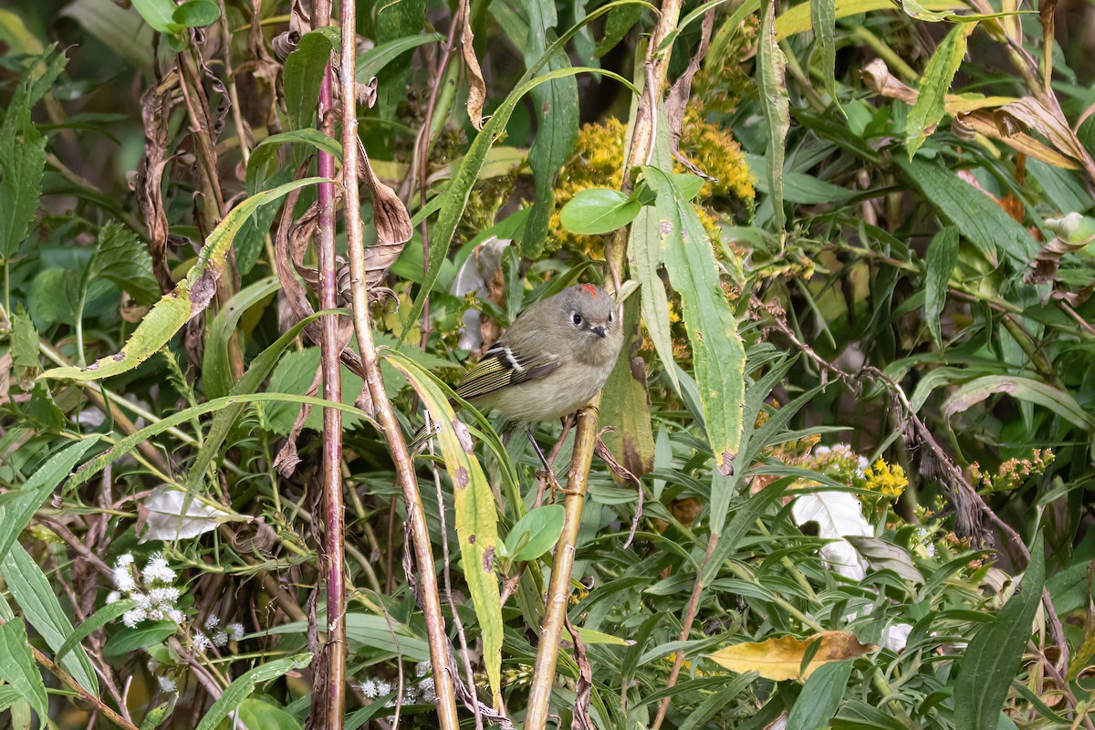 Ruby-crowned Kinglet - ML494379951