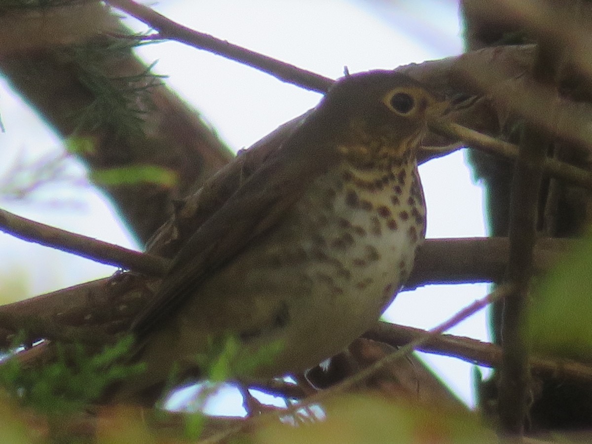 Swainson's Thrush - ML494380421