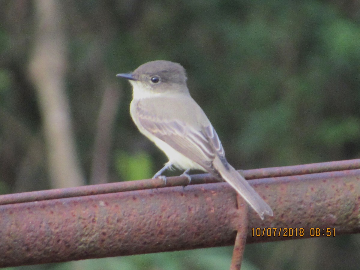 Eastern Phoebe - ML494381151