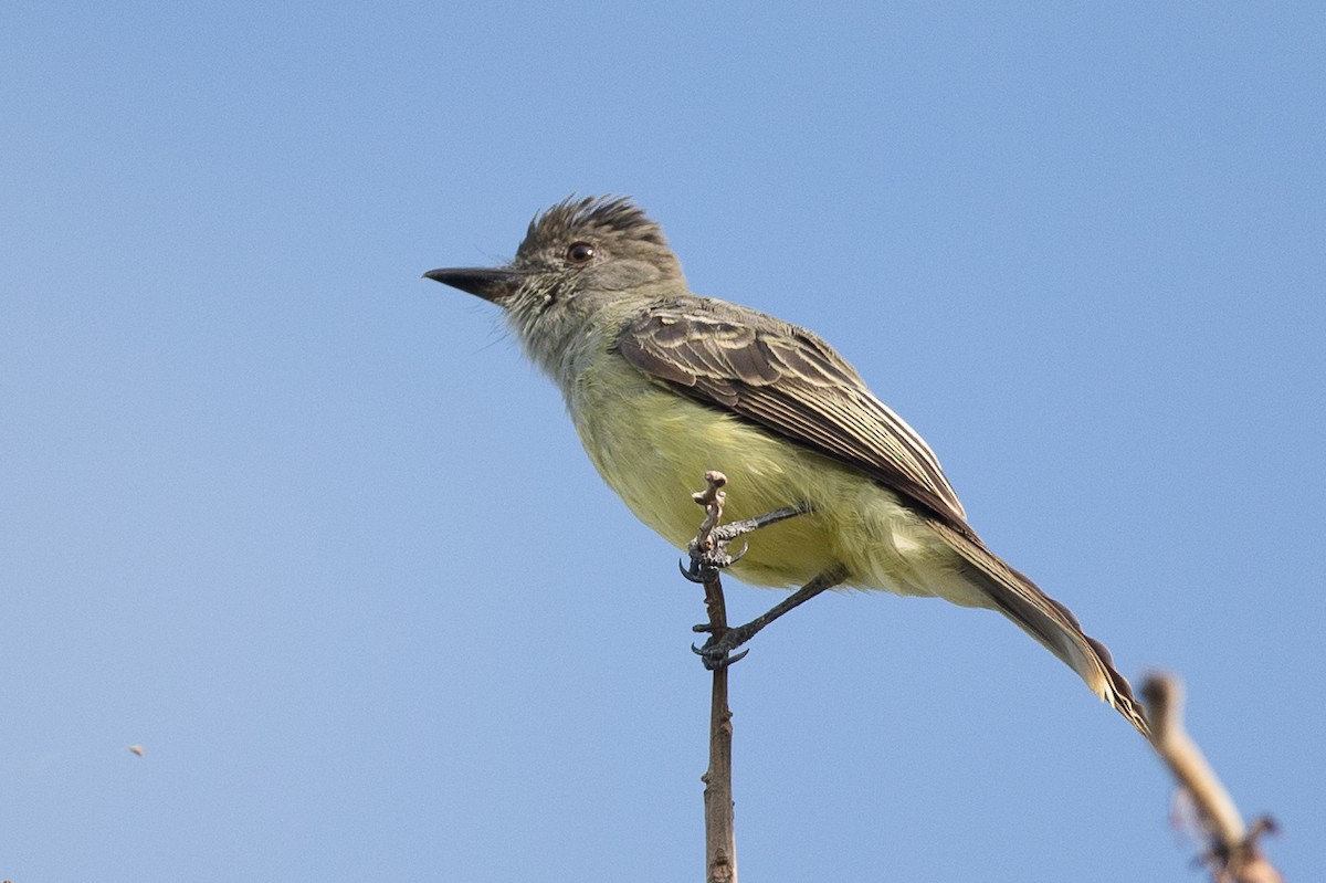 Apical Flycatcher - Chris Wood