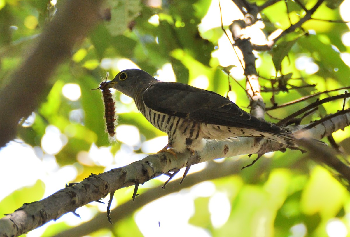 Indian Cuckoo - ML494381561
