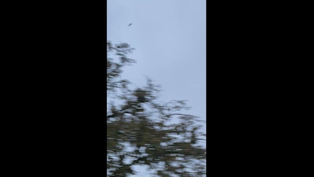 歐洲椋鳥 - ML494381921