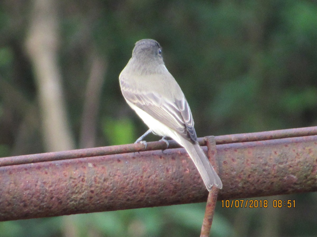 Eastern Phoebe - ML494382011