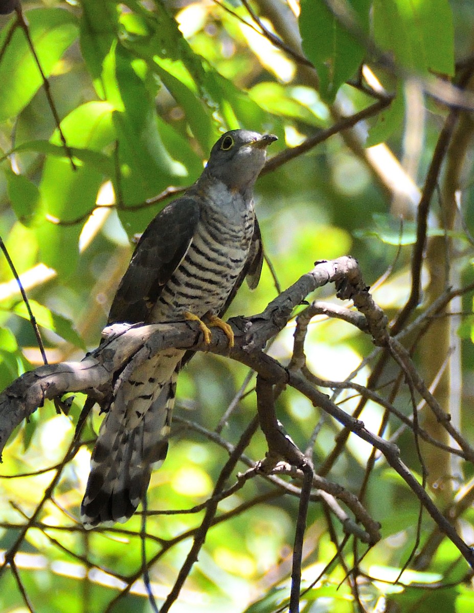 Indian Cuckoo - ML494382141