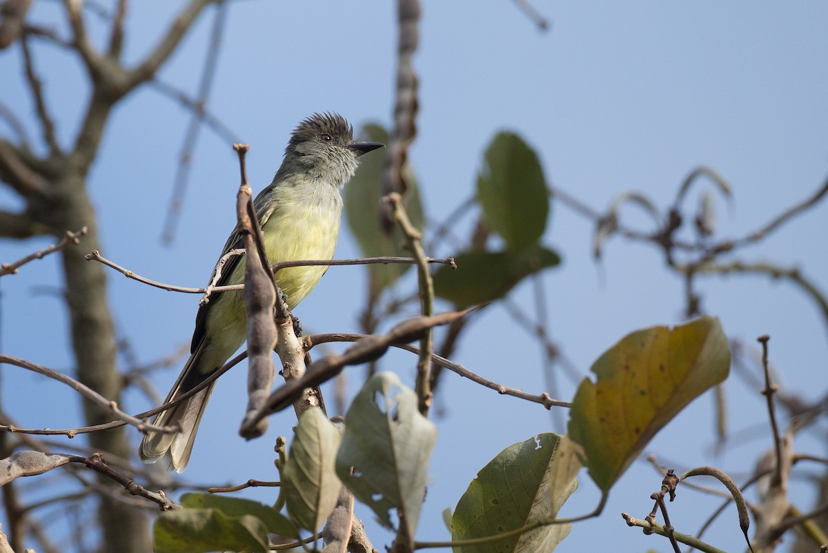 Apical Flycatcher - Chris Wood