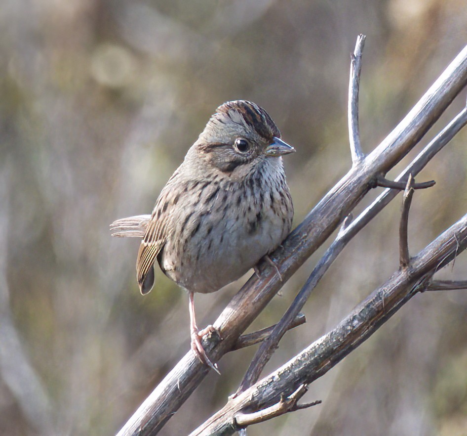 Lincoln's Sparrow - DAB DAB