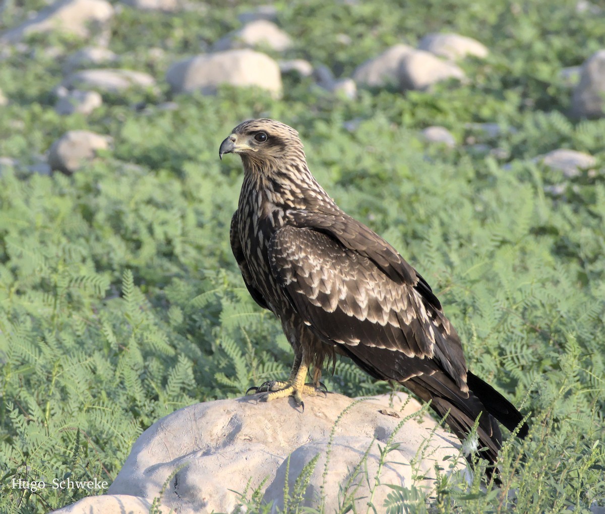 Black Kite - ML494383621