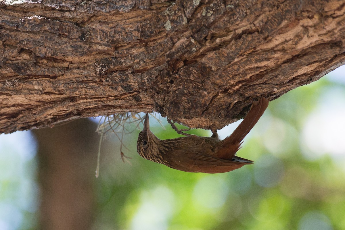 Cocoa Woodcreeper (Lawrence's) - ML49438621