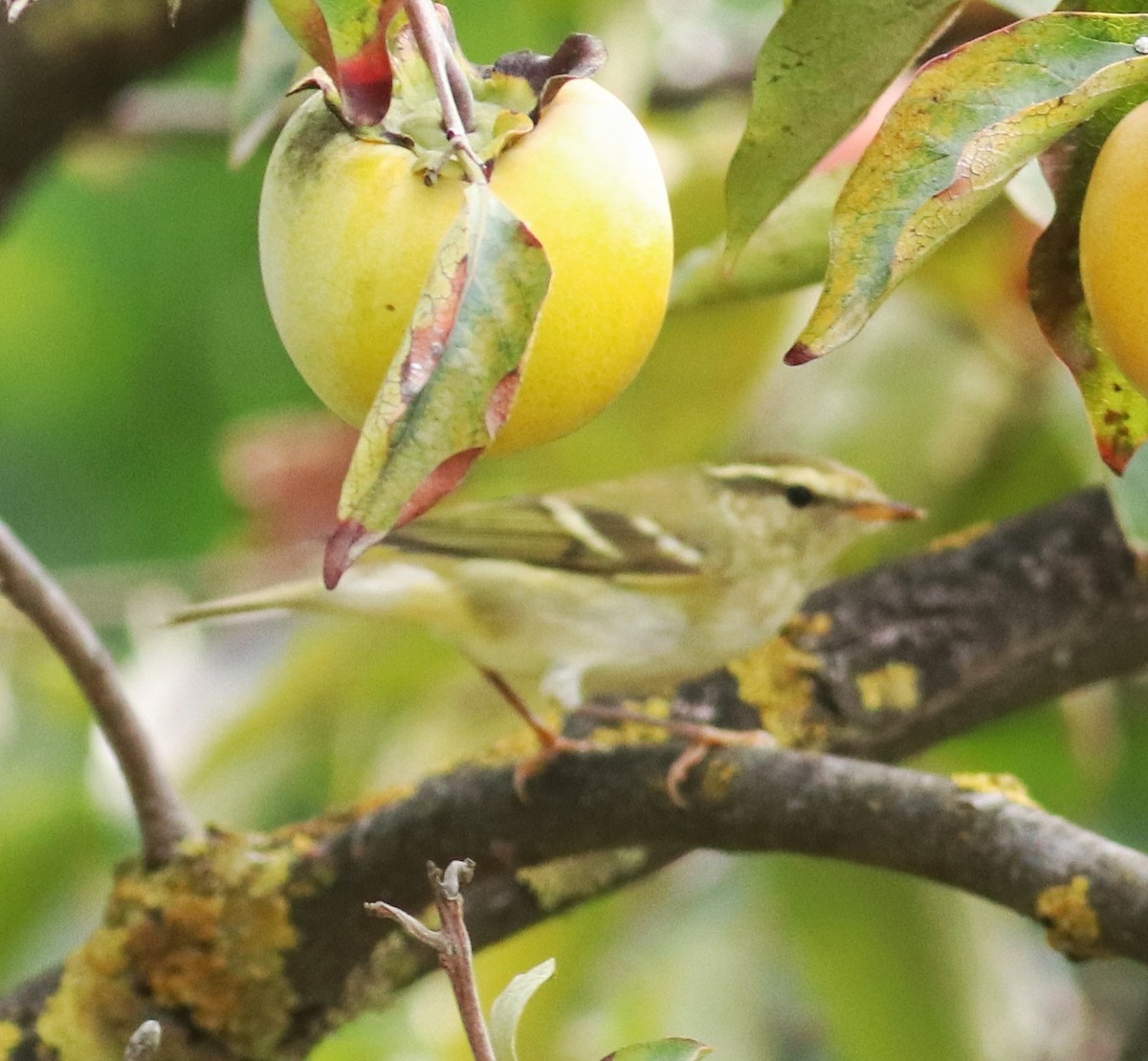 Yellow-browed Warbler - ML494386911
