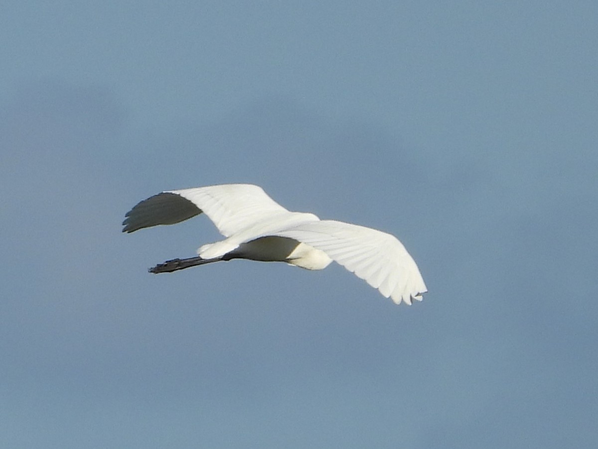 Great Egret - ML494388631