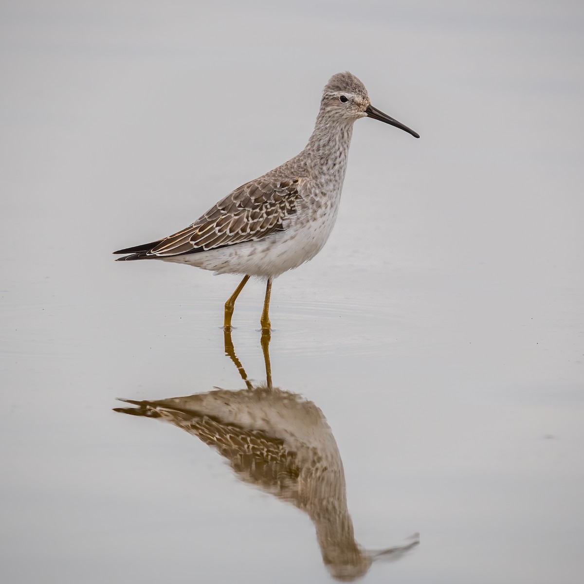 Stilt Sandpiper - ML494388641