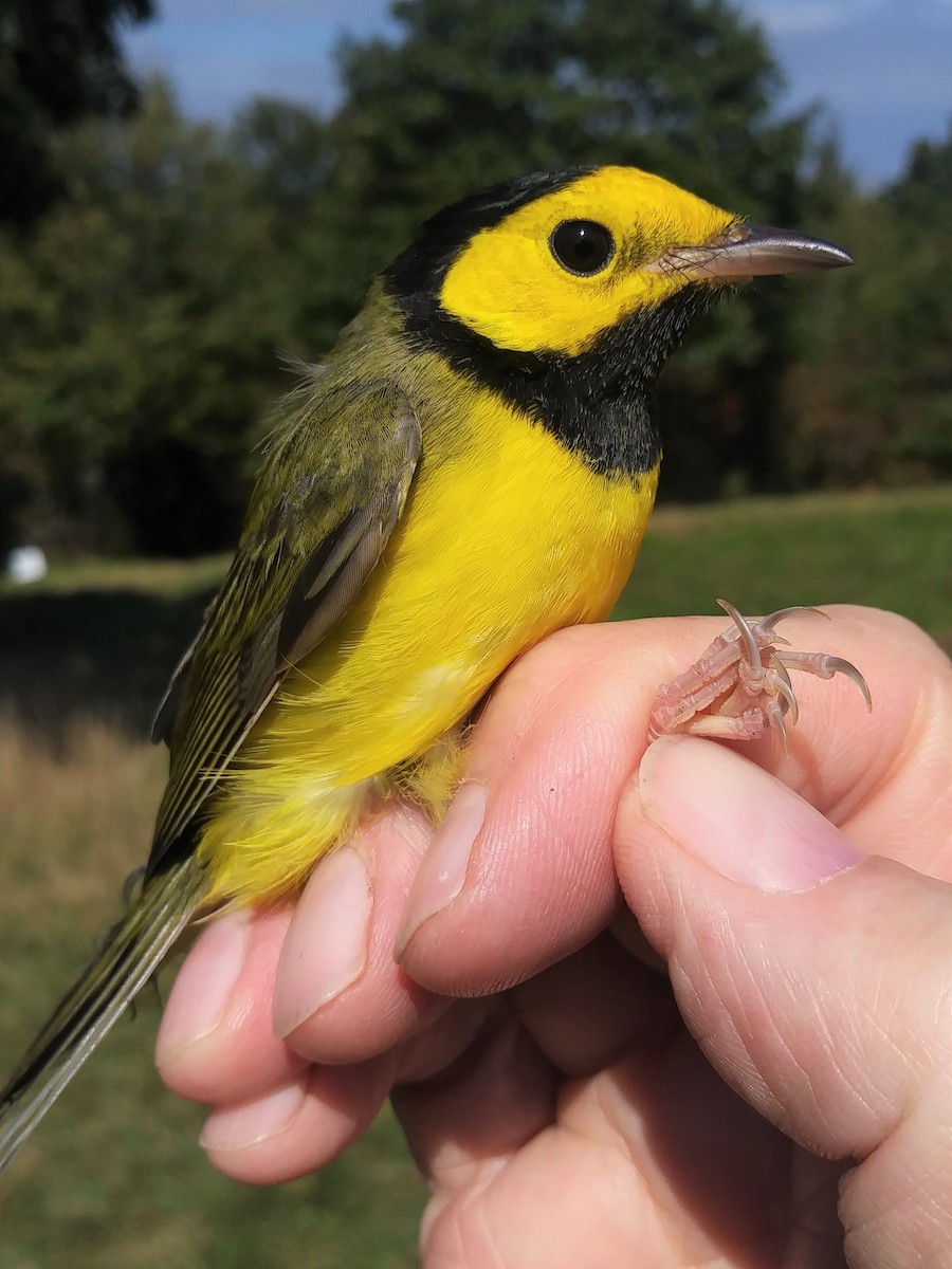 Hooded Warbler - ML494389261