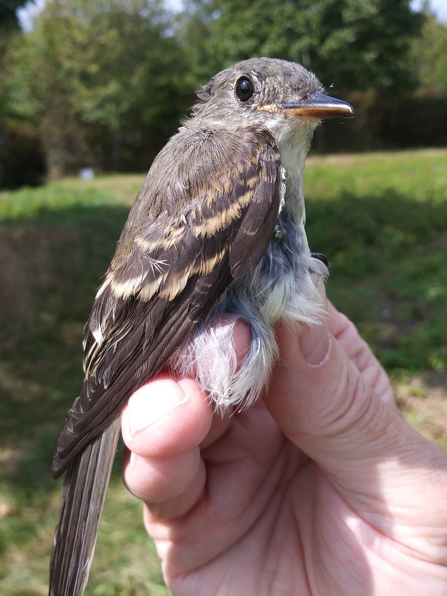 Eastern Wood-Pewee - ML494389991